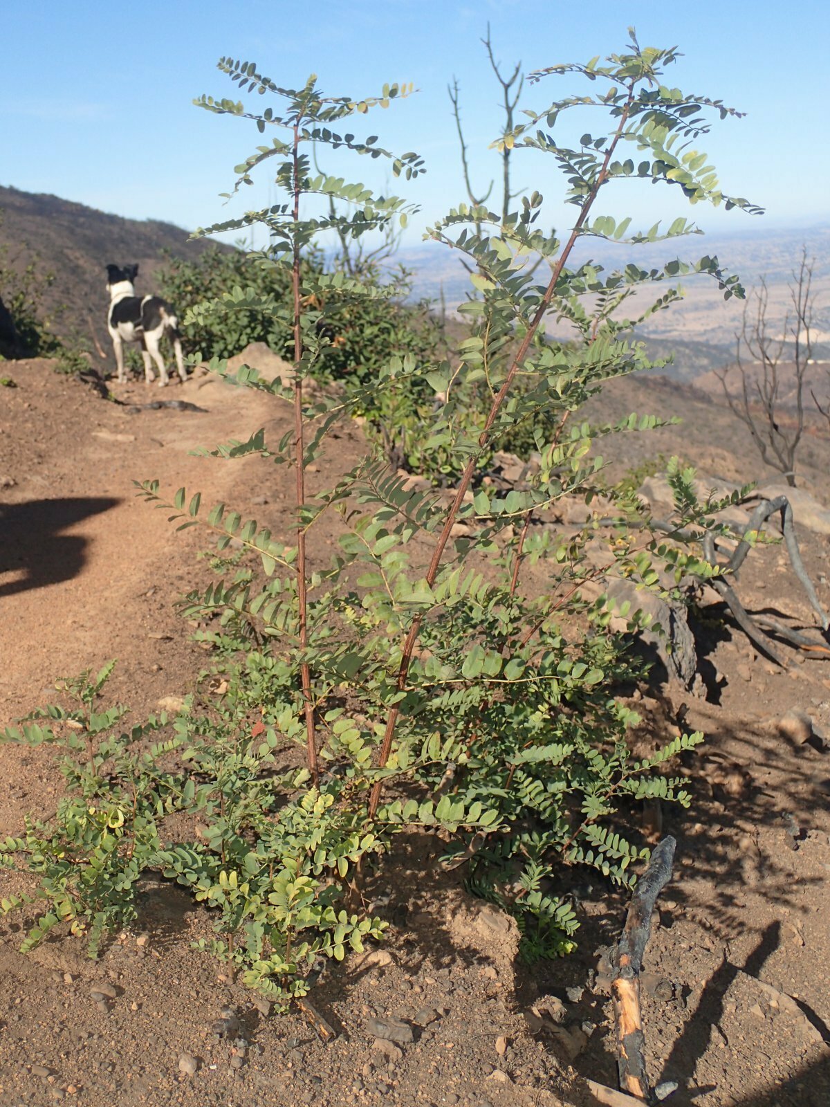 High Resolution Amorpha californica Fire recovery